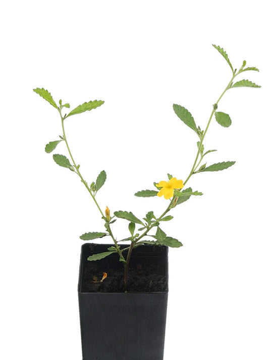 Damiana (Plant)