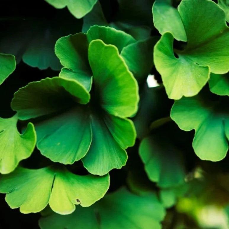 Ginkgo Extract (Ginkgo biloba)