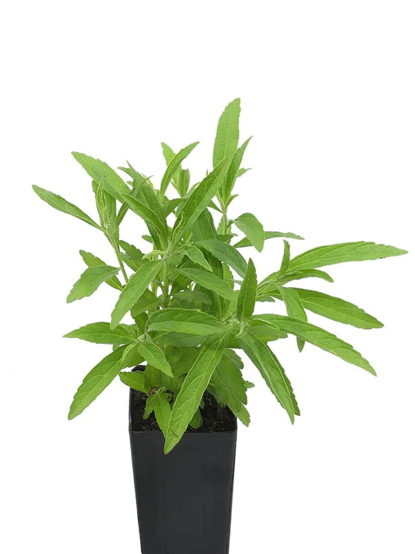 Wild Dagga (Plant) Lion's Tail Orange Flower