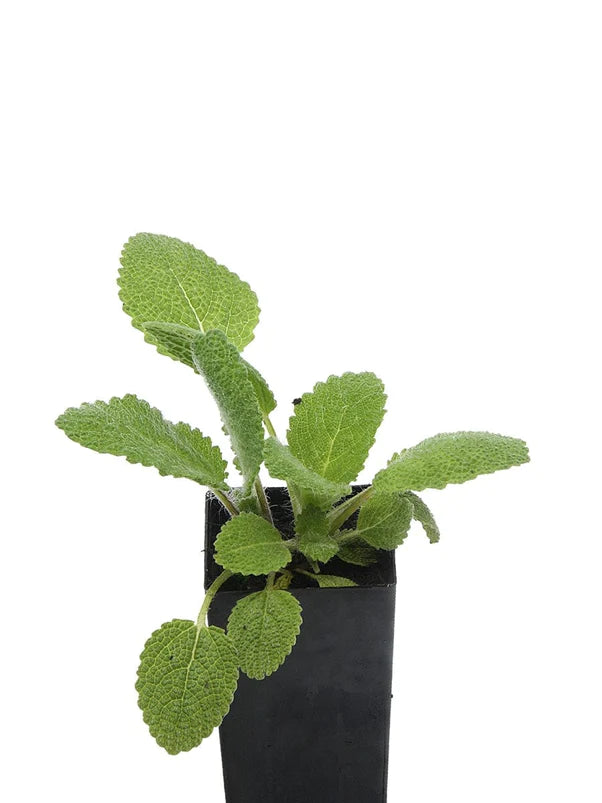 Salvia sclarea (Plant) 'Clary Sage'