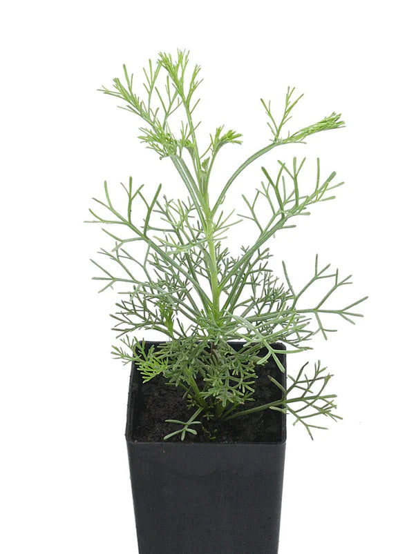 Wormwood (Plant)