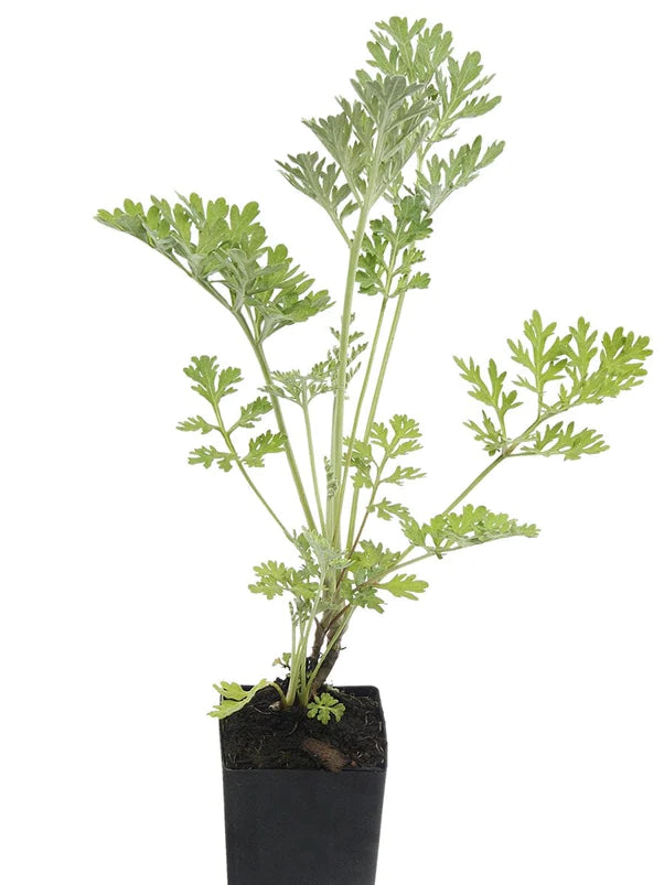 Wormwood (Plant)