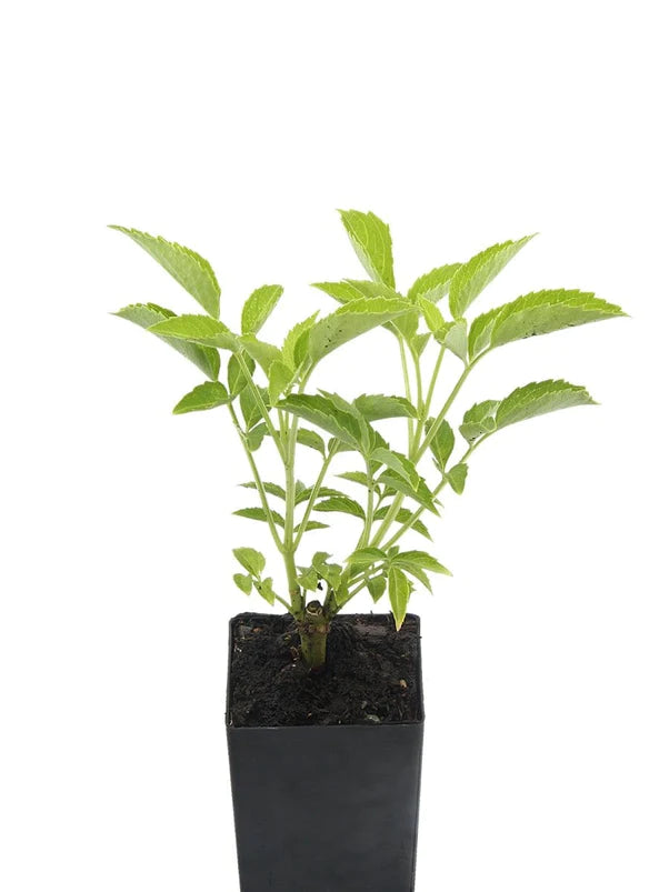 Elderflower Plant