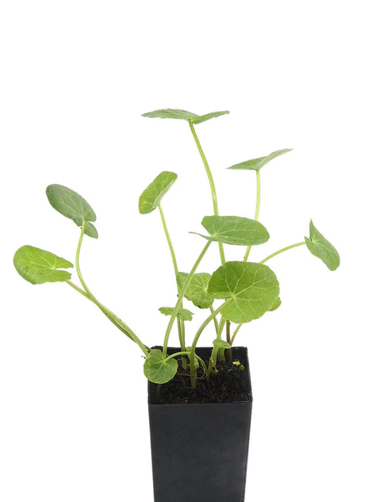 Gotu Kola (Plant)
