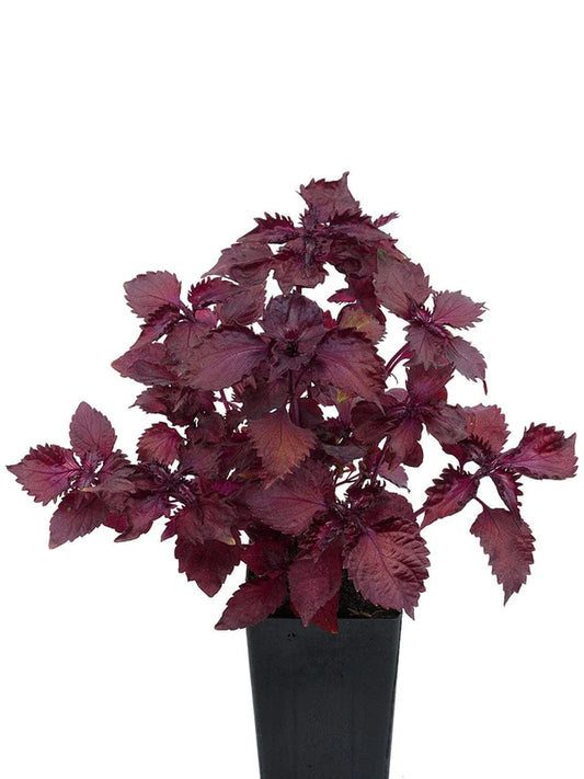 Perilla Purple (Plant)