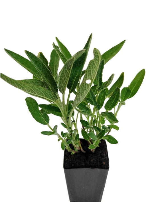 Salvia officinalis (Plant)