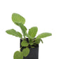 Salvia sclarea (Plant) 'Clary Sage'
