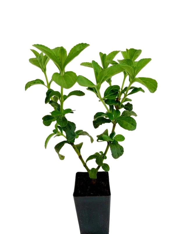 Stevia (Plant)