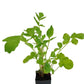 Valerian (Plant)