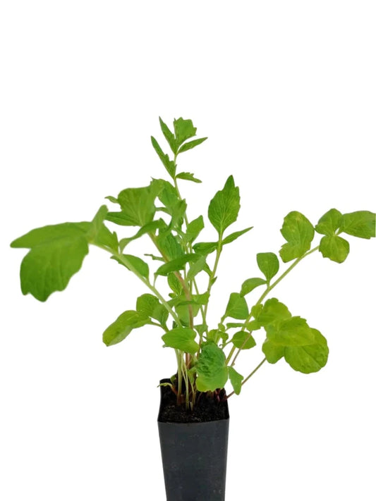 Valerian (Plant)