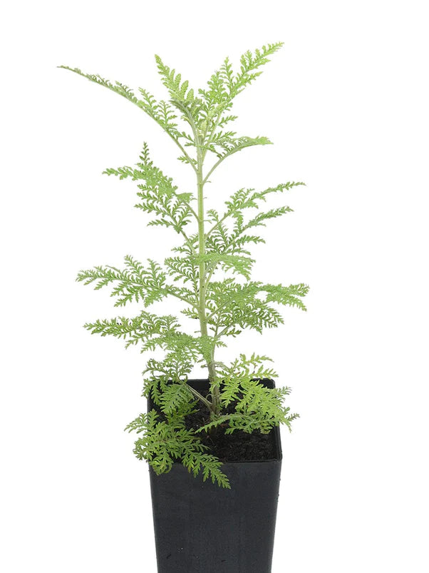 Wormwood - African (Plant)