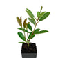 Yerba Mate (Plant)